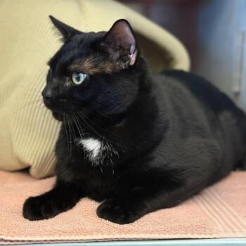 Butter Chicken -  Domestic Short Hair Cat for Adoption in Glenwood Springs, Colorado - Butter Chicken | PetCurious