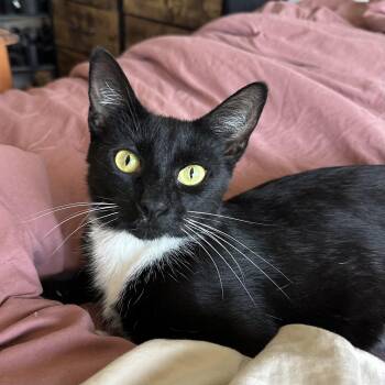 Rescue Domestic Short Hair Cats for Adoption in Los Angeles, California - Geneva | PetCurious