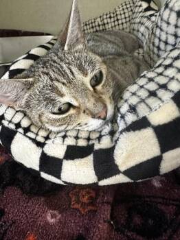Roxie -  Domestic Short Hair Cat for Adoption in Vallejo, California - Roxie | PetCurious
