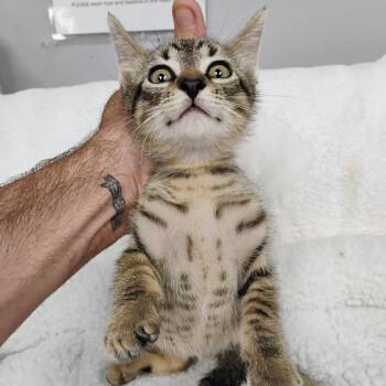 Rescue Domestic Short Hair Cats for Adoption in Duncan, Oklahoma - Cody | PetCurious