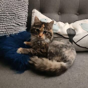 Domestic Long Hair Cats Available for Adoption in Bellmawr, New Jersey - Bunny | PetCurious