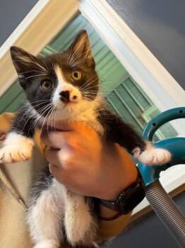 Jade -  Domestic Short Hair Cat for Adoption in Virginia, Minnesota - Jade | PetCurious