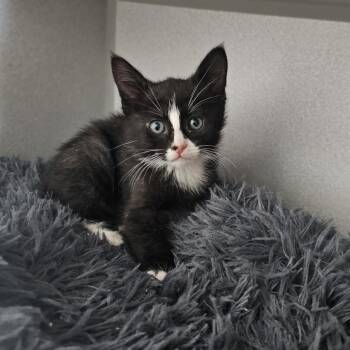 Abu -  Domestic Short Hair Cat for Adoption in Priest River, Idaho - Abu | PetCurious