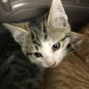 Gray -  Domestic Short Hair Cat for Adoption in Newark, New Jersey - Gray | PetCurious