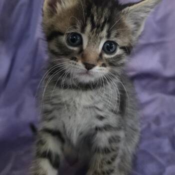 Samosa -  Domestic Short Hair Cat for Adoption in Webster, Texas - Samosa | PetCurious