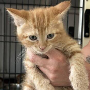 Berto -  American Shorthair Cat for Adoption in Poplar Bluff, Missouri - Berto | PetCurious