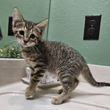 Ella -  Domestic Short Hair Cat for Adoption in Harlingen, Texas - Ella | PetCurious