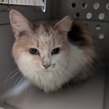 Quokka -  Domestic Long Hair Cat for Adoption in Charlottesville, Virginia - Quokka | PetCurious