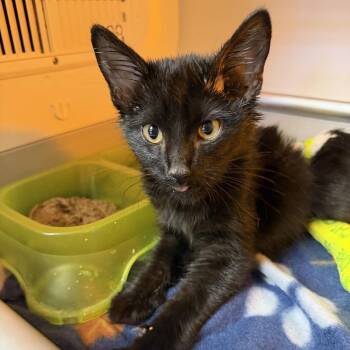 Cee-Aye-Tee -  Domestic Short Hair Cat for Adoption in Pauls Valley, Oklahoma - Cee-Aye-Tee | PetCurious