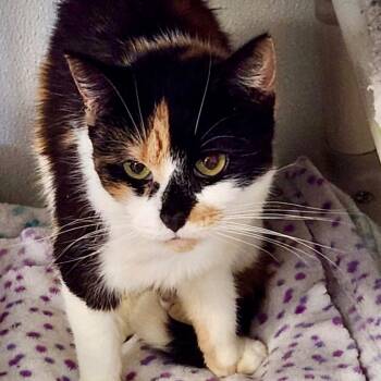 Domestic Short Hair Cats Available for Adoption - Special | PetCurious