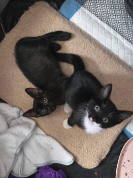 A Pip Pip Purray -  Domestic Short Hair Cat for Adoption in Camden, South Carolina - A Pip Pip Purray | PetCurious
