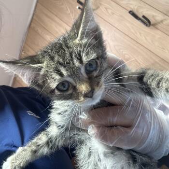 Fabian -  Domestic Short Hair Cat for Adoption in Leander, Texas - Fabian | PetCurious
