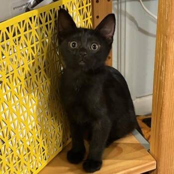 Domestic Short Hair Cats Available for Adoption - Spice VanDeusen | PetCurious