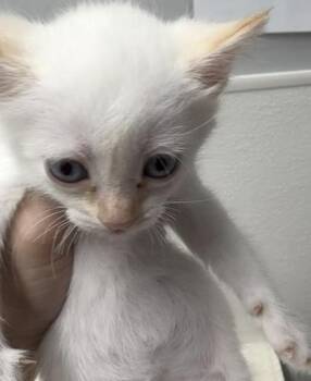 Embert -  Domestic Short Hair Cat for Adoption in West Chester, Pennsylvania - Embert | PetCurious