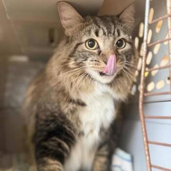 BOBBY JO -  Maine Coon Cat for Adoption in Fernandina Beach, Florida - BOBBY JO | PetCurious