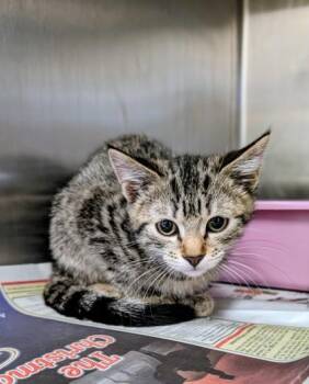 Domestic Short Hair Cats Available for Adoption in Buffalo, Minnesota - Tully | PetCurious