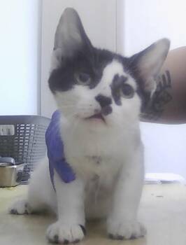 Fitzsimmons -  Domestic Short Hair Cat for Adoption in Dayton, Minnesota - Fitzsimmons | PetCurious