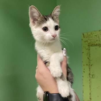 Maple -  Domestic Short Hair Cat for Adoption in Monroe, Louisiana - Maple | PetCurious