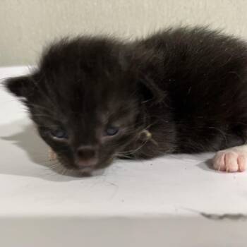 Twix -  Domestic Short Hair Cat for Adoption in Tampa, Florida - Twix | PetCurious