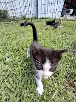 Current -  Domestic Short Hair Cat for Adoption in Monterey, Virginia - Current | PetCurious