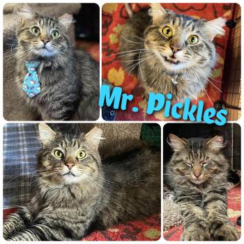 Domestic Long Hair Cats Available for Adoption - Mr. Pickles | PetCurious