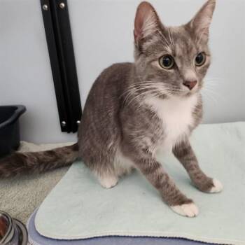 Domestic Short Hair Cats Available for Adoption in Leesburg, Virginia - MISTY | PetCurious