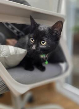 Rescue Domestic Medium Hair Cats for Adoption in Osgood, Indiana - Ammy Kits : Jammy | PetCurious