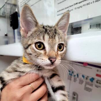 HANK -  Domestic Short Hair Cat for Adoption in Belfair, Washington - HANK | PetCurious