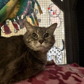 Candy -  Domestic Short Hair Cat for Adoption in Mineral Point, Wisconsin - Candy | PetCurious