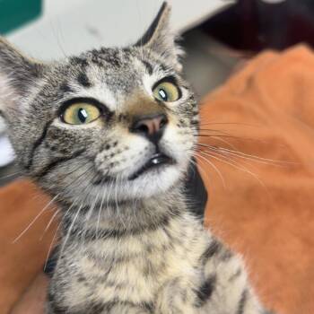 Daemon -  Domestic Medium Hair Cat for Adoption in Lakewood, Colorado - Daemon | PetCurious