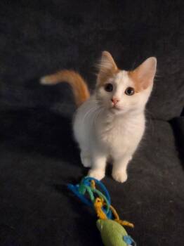 Crisco -  Domestic Short Hair Cat for Adoption in Ferndale, Michigan - Crisco | PetCurious