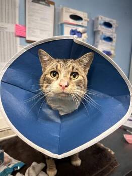 Domestic Short Hair Cats Available for Adoption - Menchie | PetCurious