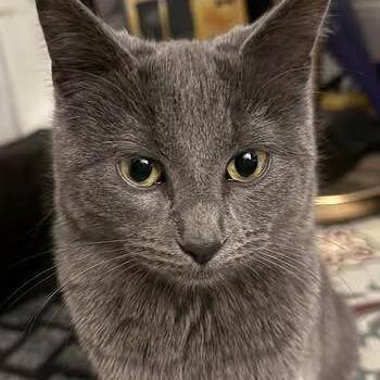 Domestic Short Hair Cats Available for Adoption - Ziyah C6666 | PetCurious