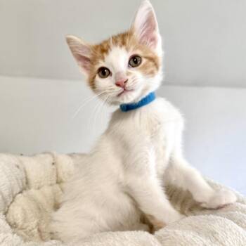 Domestic Short Hair Cats Available for Adoption in Rochester, Minnesota - Blaze | PetCurious