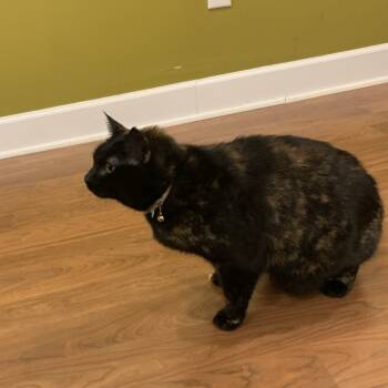 Rescue Turkish Angora Cats for Adoption in Fairfax, Virginia - Eemo | PetCurious