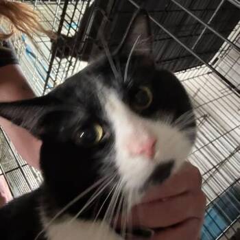 Romeo -  Domestic Short Hair Cat for Adoption in Saint Charles, Missouri - Romeo | PetCurious