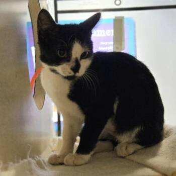 Sake -  Domestic Medium Hair Cat for Adoption in Oakland, California - Sake | PetCurious