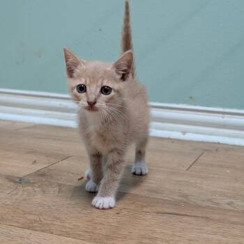 Domestic Short Hair Cats Available for Adoption in Leander, Texas - Beatrix | PetCurious