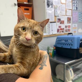 Pumpkin -  Domestic Short Hair Cat for Adoption in Spokane, Washington - Pumpkin | PetCurious