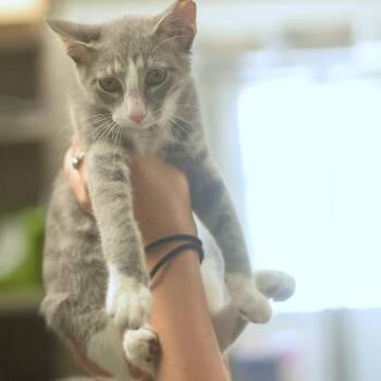 Paul -  Domestic Short Hair Cat for Adoption in Belleville, Illinois - Paul | PetCurious