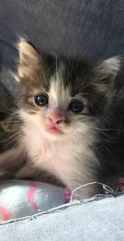 Domestic Medium Hair Cats Available for Adoption in Long Beach, California - Mookie | PetCurious