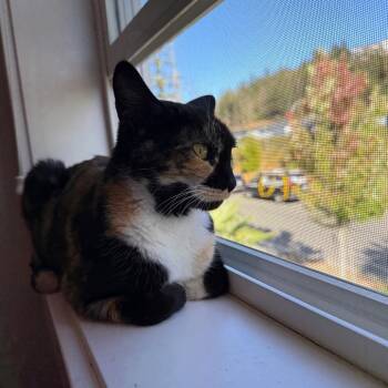 Campbell -  Domestic Short Hair Cat for Adoption in Victoria, British Columbia - Campbell | PetCurious