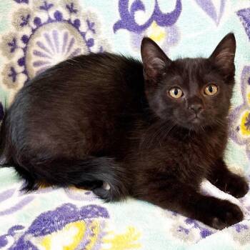 Dazy -  Domestic Short Hair Cat for Adoption in Mt. Juliet, Tennessee - Dazy | PetCurious