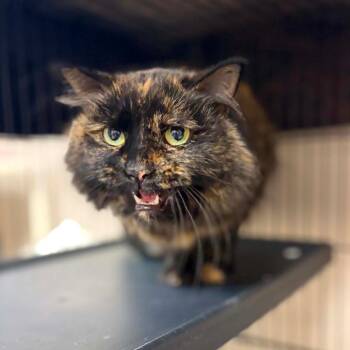Jazz E -  Domestic Long Hair Cat for Adoption in Milan, Illinois - Jazz E | PetCurious