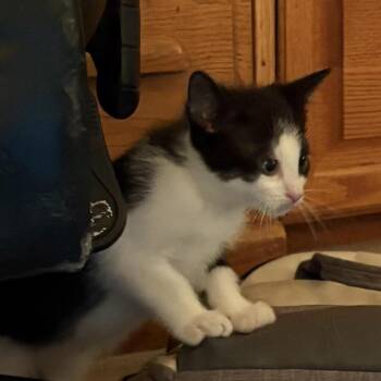 Domestic Short Hair Cats Available for Adoption in Eagle Mountain, Utah - Frosty Engstrom | PetCurious