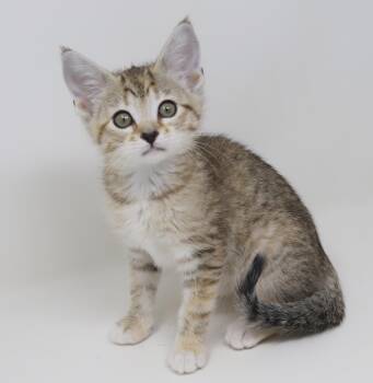 Torbie and Abyssinian Cats Available for Adoption in Bedford Hills, New York - Harlow Is Just Darn Adorable!  SOOO Pretty Too! | PetCurious