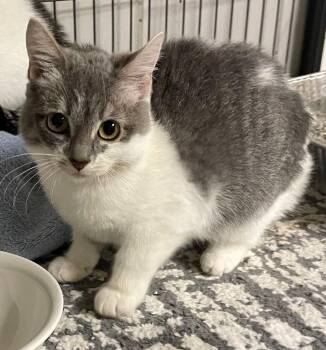 Rescue Tuxedo Cats for Adoption in Prescott, Arizona - Willow — The Sweetest Little Tuxedo Girl | PetCurious