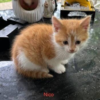 Rescue Domestic Short Hair Cats for Adoption in Huntsville, Alabama - Nico | PetCurious
