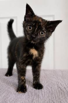 Boba Pearl -  Tortoiseshell Cat for Adoption in Quail Heights, Florida - Boba Pearl | PetCurious