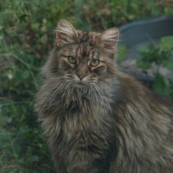 Domestic Short Hair Cats Available for Adoption - Patches | PetCurious